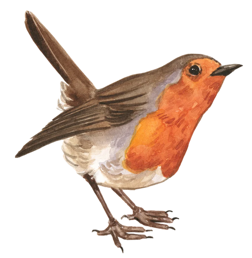 rouge-gorge-a